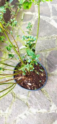 IMG_20220523_165524.jpg (88.72 KiB) Osservato 2118 volte IMG_20220523_165524.jpg