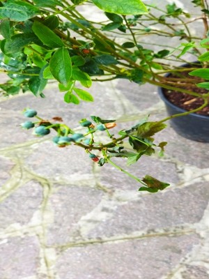 IMG_20220523_165456.jpg (159.79 KiB) Osservato 2118 volte IMG_20220523_165456.jpg