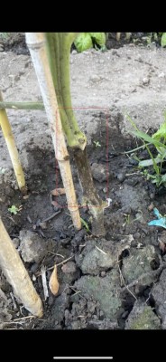 589AE44D-BBB0-4B3D-863A-F9A2C75681DB.jpeg (85.42 KiB) Osservato 1501 volte 589AE44D-BBB0-4B3D-863A-F9A2C75681DB.jpeg