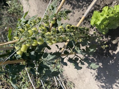 9F7AC2CA-52B4-4003-B4E9-22E57E7F7F36.jpeg (172.71 KiB) Osservato 1476 volte 9F7AC2CA-52B4-4003-B4E9-22E57E7F7F36.jpeg