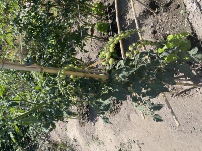 9857C07D-1760-4E05-8399-E75087C8F8EC.jpeg (218.67 KiB) Osservato 1476 volte 9857C07D-1760-4E05-8399-E75087C8F8EC.jpeg