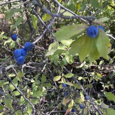 Mirtilli selvatici? / 56F1F956-EA6E-490A-82E6-6B75715C35FD.jpeg 56F1F956-EA6E-490A-82E6-6B75715C35FD.jpeg