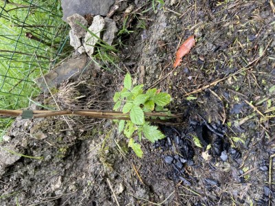 IMG_1832.JPG (252.54 KiB) Osservato 2918 volte IMG_1832.JPG