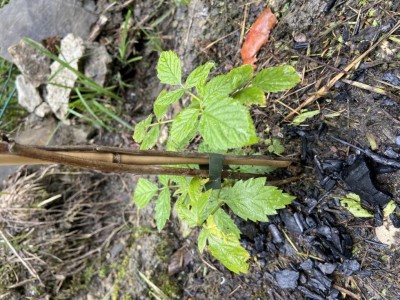 IMG_1831.JPG (174.29 KiB) Osservato 2918 volte IMG_1831.JPG