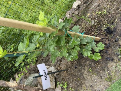 IMG_1835.JPG (228.61 KiB) Osservato 2918 volte IMG_1835.JPG