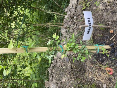 IMG_1834.JPG (250.08 KiB) Osservato 2918 volte IMG_1834.JPG