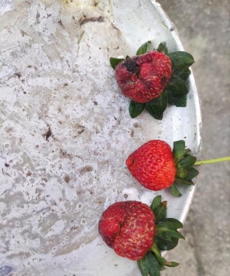 IMG_20240515_182350.jpg (122.36 KiB) Osservato 1698 volte IMG_20240515_182350.jpg