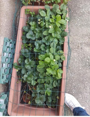 IMG_20240515_182330.jpg (161.56 KiB) Osservato 1698 volte IMG_20240515_182330.jpg