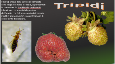 Cat-facing.png (345.76 KiB) Osservato 1658 volte Cat-facing.png