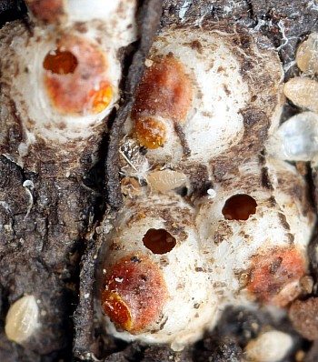 Pseudaulacaspis pentagona + Encarsia berlesei.jpg Pseudaulacaspis pentagona + Encarsia berlesei.jpg