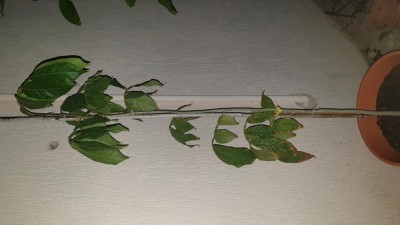 20250512_021048.jpg (66.24 KiB) Osservato 1085 volte 20250512_021048.jpg