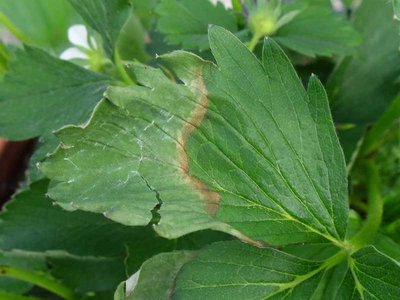 SAM_01321111.jpg (68.44 KiB) Osservato 1480 volte SAM_01321111.jpg