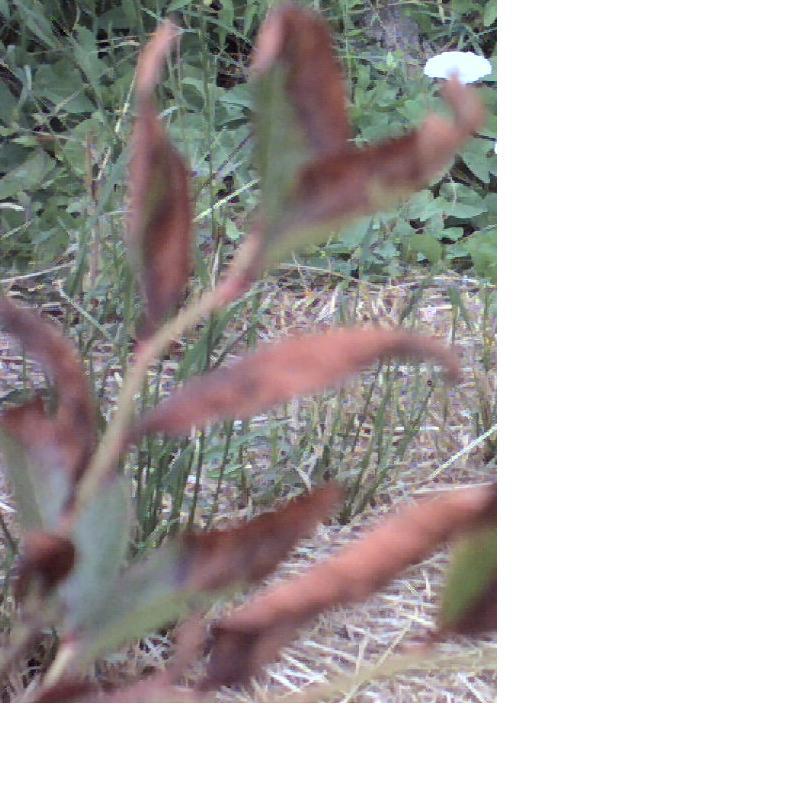 mirtillo.jpg mirtillo.jpg