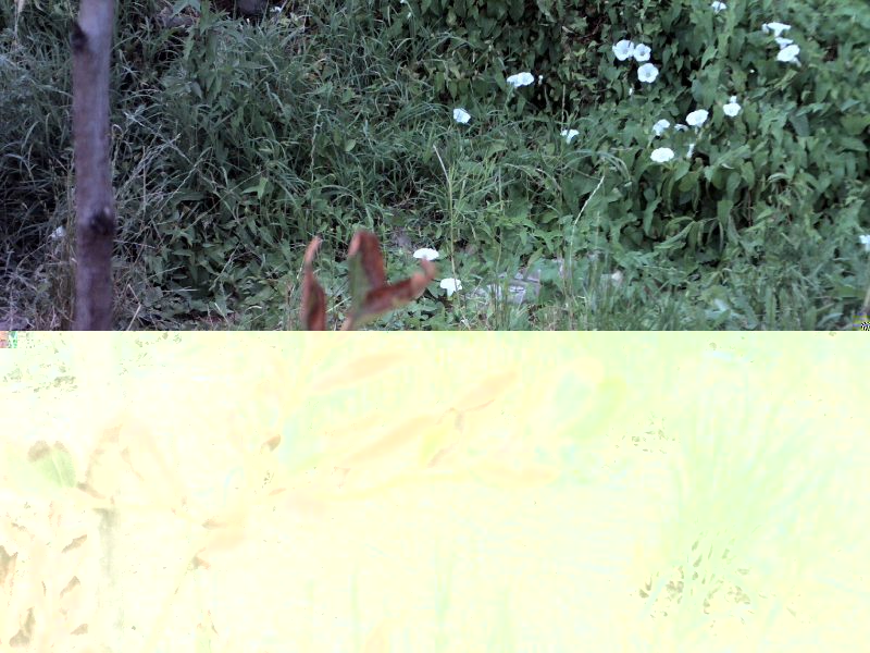 Foto_mirtillo.JPG Foto_mirtillo.JPG