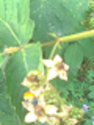 800pixel.jpg (75.63 KiB) Osservato 1342 volte 800pixel.jpg