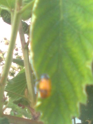 agraria.jpg (105.14 KiB) Osservato 1342 volte agraria.jpg