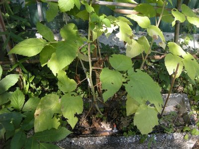 1DSCN7754.JPG (138.53 KiB) Osservato 1371 volte 1DSCN7754.JPG