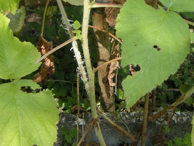 3DSCN7753.JPG (109.61 KiB) Osservato 1371 volte 3DSCN7753.JPG