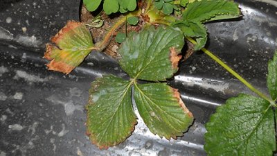 DSCN0447.JPG (201.53 KiB) Osservato 1356 volte DSCN0447.JPG