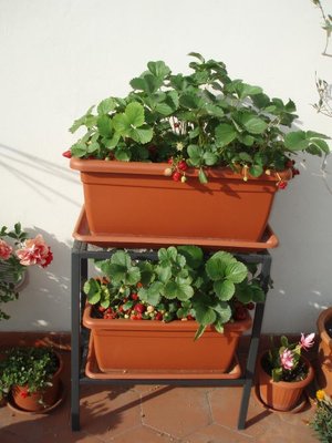 272__immagine_03.jpg (69.91 KiB) Osservato 1679 volte 272__immagine_03.jpg