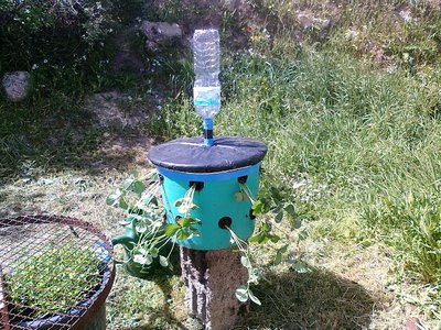 fragole "rifiorenti" / foto0263.jpg foto0263.jpg