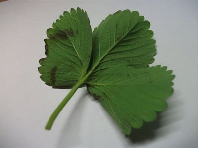 DSCF2101.JPG (30.89 KiB) Osservato 2015 volte DSCF2101.JPG