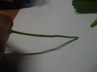 DSCF2107.JPG (19.99 KiB) Osservato 2015 volte DSCF2107.JPG