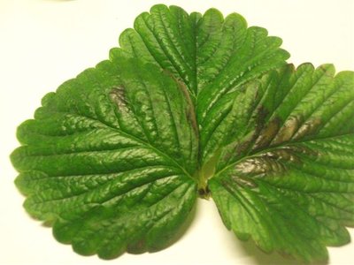 DSCF2110.JPG (50.27 KiB) Osservato 2015 volte DSCF2110.JPG