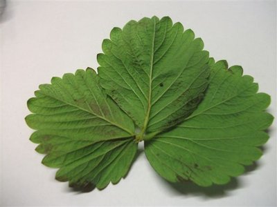 DSCF2112.JPG (38.31 KiB) Osservato 2015 volte DSCF2112.JPG