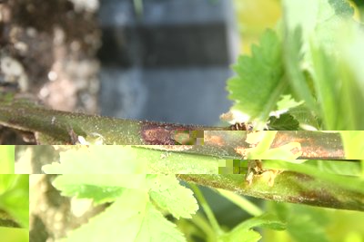 rovo4.jpg (114.35 KiB) Osservato 837 volte rovo4.jpg