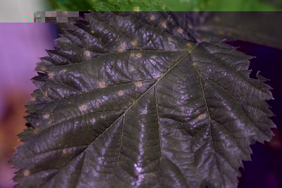 fogrovo.jpg (137.48 KiB) Osservato 837 volte fogrovo.jpg