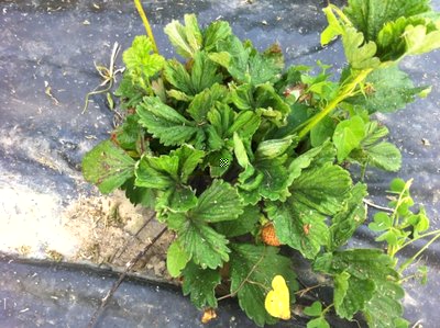 575146_3585647173292_1636662847_2743389_877675090_n.jpg (133.5 KiB) Osservato 1556 volte 575146_3585647173292_1636662847_2743389_877675090_n.jpg