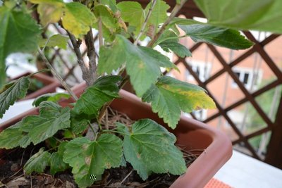 DSC_2427_2.JPG (143.29 KiB) Osservato 2218 volte DSC_2427_2.JPG