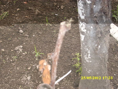 IMG_2175.JPG (172.68 KiB) Osservato 1226 volte IMG_2175.JPG