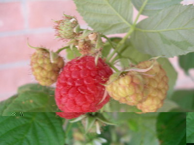 lampone 2012 / DSCN4572.JPG DSCN4572.JPG