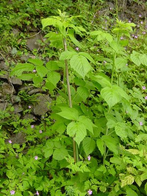 lampone nel bosco ... un metro e passa! / lamponinelbosco.JPG lamponinelbosco.JPG