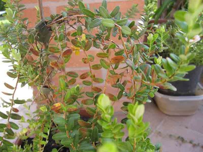 la pianta è in vaso con terra acida. / IMG_1277WEB2.jpg IMG_1277WEB2.jpg