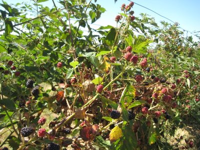 More che non completano la maturazione / Foto 1.jpg Foto 1.jpg