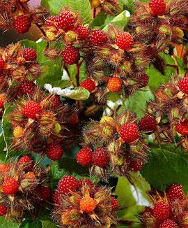 Lampone-giapponese.jpg Lampone-giapponese.jpg