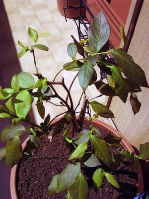 Foto0312.jpg (109.2 KiB) Osservato 4626 volte Foto0312.jpg