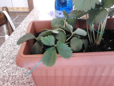 immaginemodificata.jpg (292.71 KiB) Osservato 4290 volte immaginemodificata.jpg