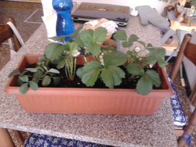 immaginemodificata 2.jpg (332.87 KiB) Osservato 4290 volte immaginemodificata 2.jpg