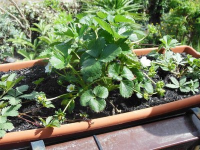 DSCN0544.JPG (118.86 KiB) Osservato 1738 volte DSCN0544.JPG