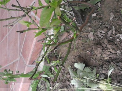 Mir1.jpg (121.67 KiB) Osservato 1188 volte Mir1.jpg