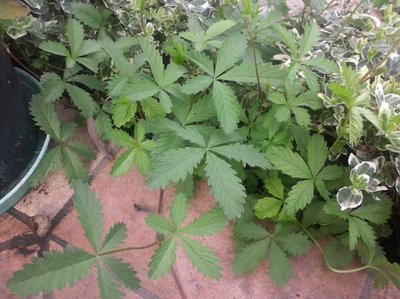 Infestante.jpg (119.24 KiB) Osservato 1705 volte Infestante.jpg