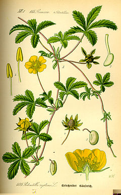 240px-Illustration_Potentilla_reptans0.jpg 240px-Illustration_Potentilla_reptans0.jpg