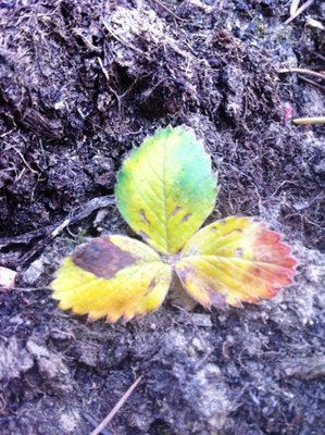 945176_10200516506028609_1601579126_n.jpg (141.72 KiB) Osservato 973 volte 945176_10200516506028609_1601579126_n.jpg