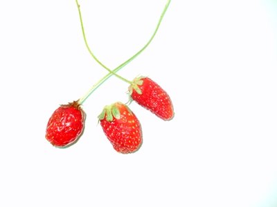 fragole.JPG (25.38 KiB) Osservato 2411 volte fragole.JPG