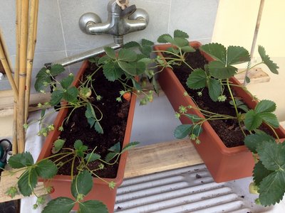 le fragole in questione / IMG_3113.JPG IMG_3113.JPG