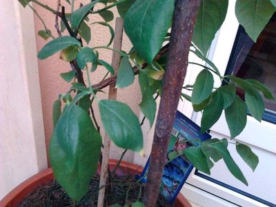 Foto0376.jpg (88.93 KiB) Osservato 1077 volte Foto0376.jpg